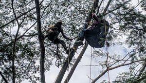 Siswi Paralayang Tersangkut di Pohon