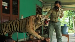 Terima Serahan Offsite Sejumlah Hewan Dilindungi dari Warga