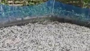 Diduga Sungai Wrati Tercemar Limbah Industri Ribuan Ikan Lele Mati, pipanisasi 5 Perusahaan Patut Dipertanyakan?