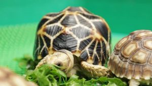 Berani Berubah: Dari Kedai Kopi Beralih Jual Kura-Kura