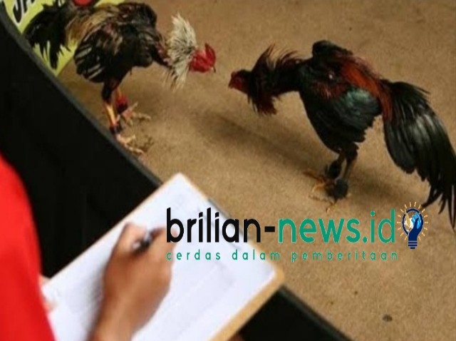 Sabung Ayam di Dusun Alian Desa Alian Banyuwangi di Duga Kebal Hukum