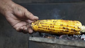 Tips Memilih Jagung Segar untuk Sajian Tahun Baru