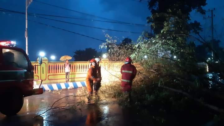 Beberapa Pohon di Kota Probolinggo Tumbang Akibat Angin Kencang