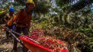Petani Kelapa Sawit Indonesia Terima Kasih ke Presiden Jokowi Karena Cabut Larangan Ekspor