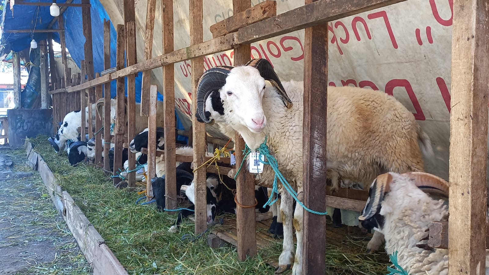 Penyelesaian Kasus PMK, Kesigapan Pemkot Bandung Buat Penjual Hewan Kurban Lega