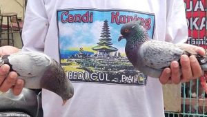 Polsek Tambaksari Tangkap Lima Tersangka Perjudian Burung Dara Karang asem