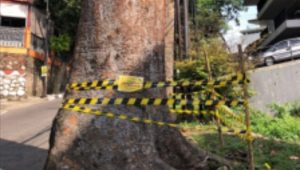 Dua Pohon Mahoni di Lemahneundeut Kota Bandung Rusak, Diduga Oknum Bermain
