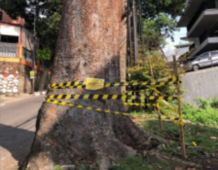 Dua Pohon Mahoni di Lemahneundeut Kota Bandung Rusak, Diduga Oknum Bermain