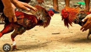 Tunggu Tindakan APH Hentikan Sabung Ayam Dengkol