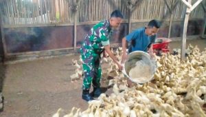 Motivasi UMKM Warga, Babinsa Maron Sambangi Peternak Bebek