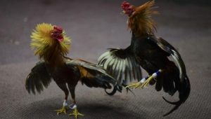 Jadi Tanda Tanya, Sabung Ayam Desa Plandi Dibiarkan Bebas Atau Sebaliknya