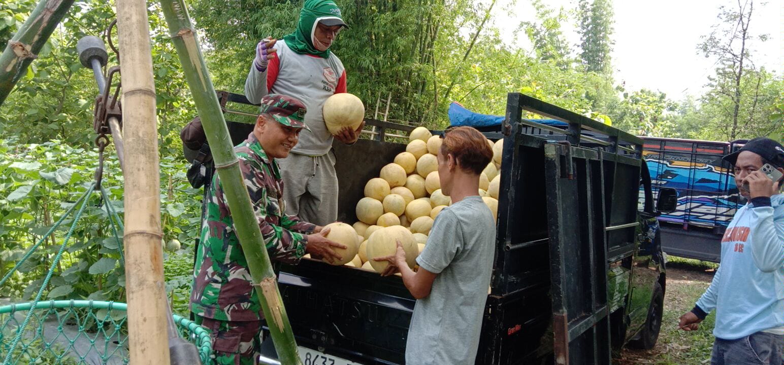 Apresiasi Keberhasilan Warganya Budidaya Melon, Sertu Rokip Datangi Lokasi