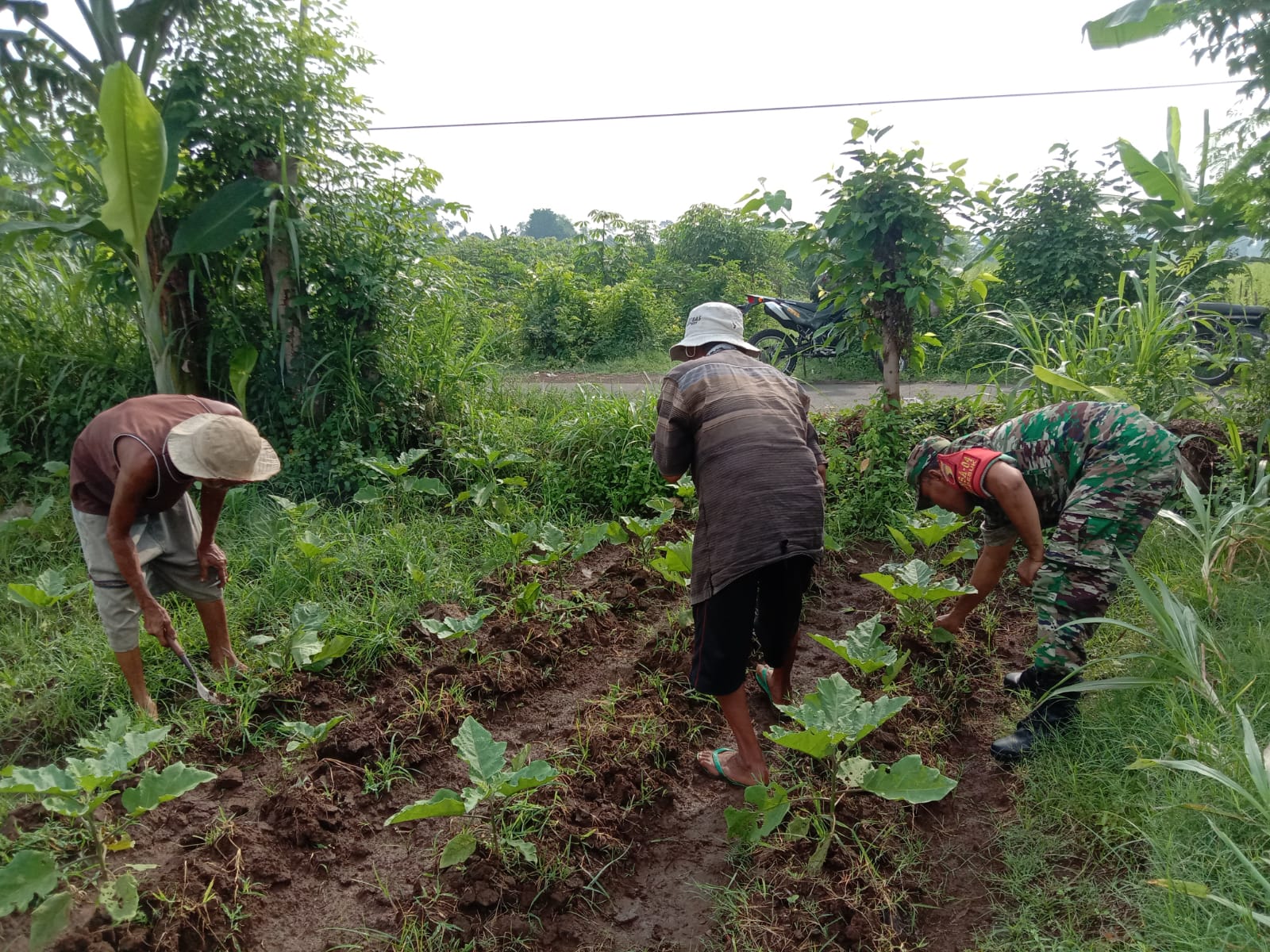 Koramil Bantaran Dampingi Petani Wilayah Binaan