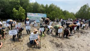 PLN Tanam Ribuan Mangrove, Rehabilitasi Pesisir Tanah Merah dan Menipo di NTT