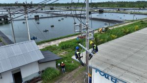 Perusahaan Tambak Udang di Maluku Berhasil Efisiensi Rp123 Juta Lebih per Hari Berkat Listrik PLN