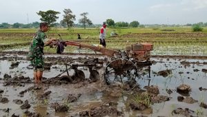 Koramil Pajarakan Sukseskan Gerakan Antisipasi Darurat Pangan Nasional