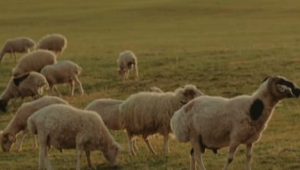 Makna dan Sejarah Perayaan Hari Raya Qurban