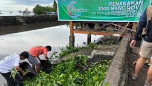 Peringati Hari Lingkungan Hidup Sedunia, PLN Tanam 3.000 Mangrove di Pesisir Sulawesi Utara