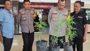 Berhari-hati Mencari Korban Longsor Malah Temukan Tanaman Ganja