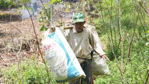 Besok! PLN Resmikan Pengembangan Ekosistem Biomassa di Tasikmalaya