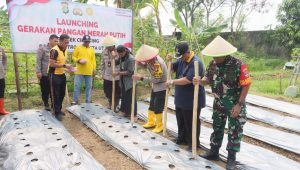 Kegiatan Launching Gerakan Pangan Merah Putih Polsek Cilincing