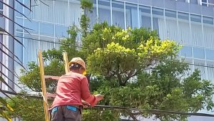 PLN Icon Lakukan Perapihan dan Pendataan kabel ilegal di Tiang PLN Kota Surabaya, Demi Estetika dan Jaga Keandalan Jaringan