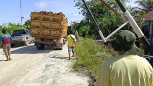 Sengketa Lahan Sawit: Preman Diduga Kawal Aktivitas Panen PT AEL