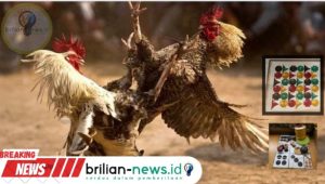 Menarik..!!! 303 Sabung ayam Di Desa Triwungan Kabupaten Probolinggo Diduga Terus Bergulir Tanpa Tersentuh Hukum