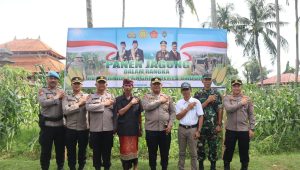 Tingkatkan Dukungan Ketahanan Pangan Nasional, Kapolres AKBP Arif Pimpin Panen Jagung 