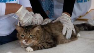 DKPP Bandung Perketat Pemeriksaan Hewan Kurban dan Kendalikan Populasi Kucing Liar