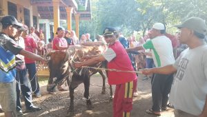 Takmir Masjid Baiturrohim Pendoso Rebalas Grati Laksanakan Penyembelihan Hewan Qurban 1 Ekor Sapi