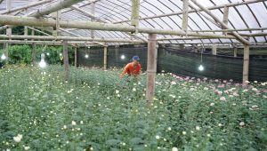 Listrik untuk rakyat, Electrifying Agriculture PLN Tingkatkan Produktivitas Petani Bunga Krisan di Tomohon