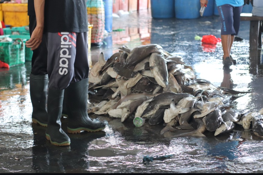 Aksi Selamatkan Hiu: Pemuda Banyuwangi Kembangkan Aplikasi Berbasis Kecerdasan Buatan untuk Identifikasi Spesies Hiu Secara Akurat