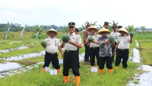 Panen Raya di Lapas Banyuwangi Hasilkan 3 Ton Semangka, Sebagian Hasil Penjualan Akan Disumbangkan Untuk Bencana Sumatera