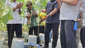 Hadirkan Harapan Baru di Desa Winong: PLN UIP JBTB dan Karang Taruna Sukses Panen Perdana 600 Buah Melon New Kinanti Hidroponik
