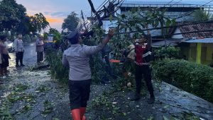 Polres Probolinggo Bersama BPBD Evakuasi Pohon Tumbang di Jalur Pantura Paiton