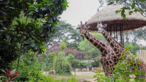 Empat Skema Farhan Dinilai Jadi Jalan Tengah Penyelesaian Bandung Zoo