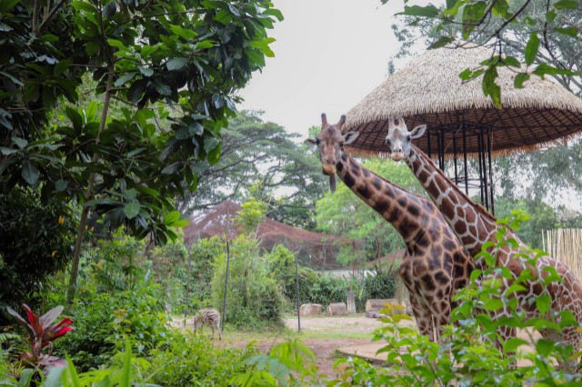 Empat Skema Farhan Dinilai Jadi Jalan Tengah Penyelesaian Bandung Zoo