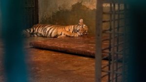 Anak Harimau di Kebun Binatang Bandung Mati Akibat Virus, Satu Masih Dirawat Intensif