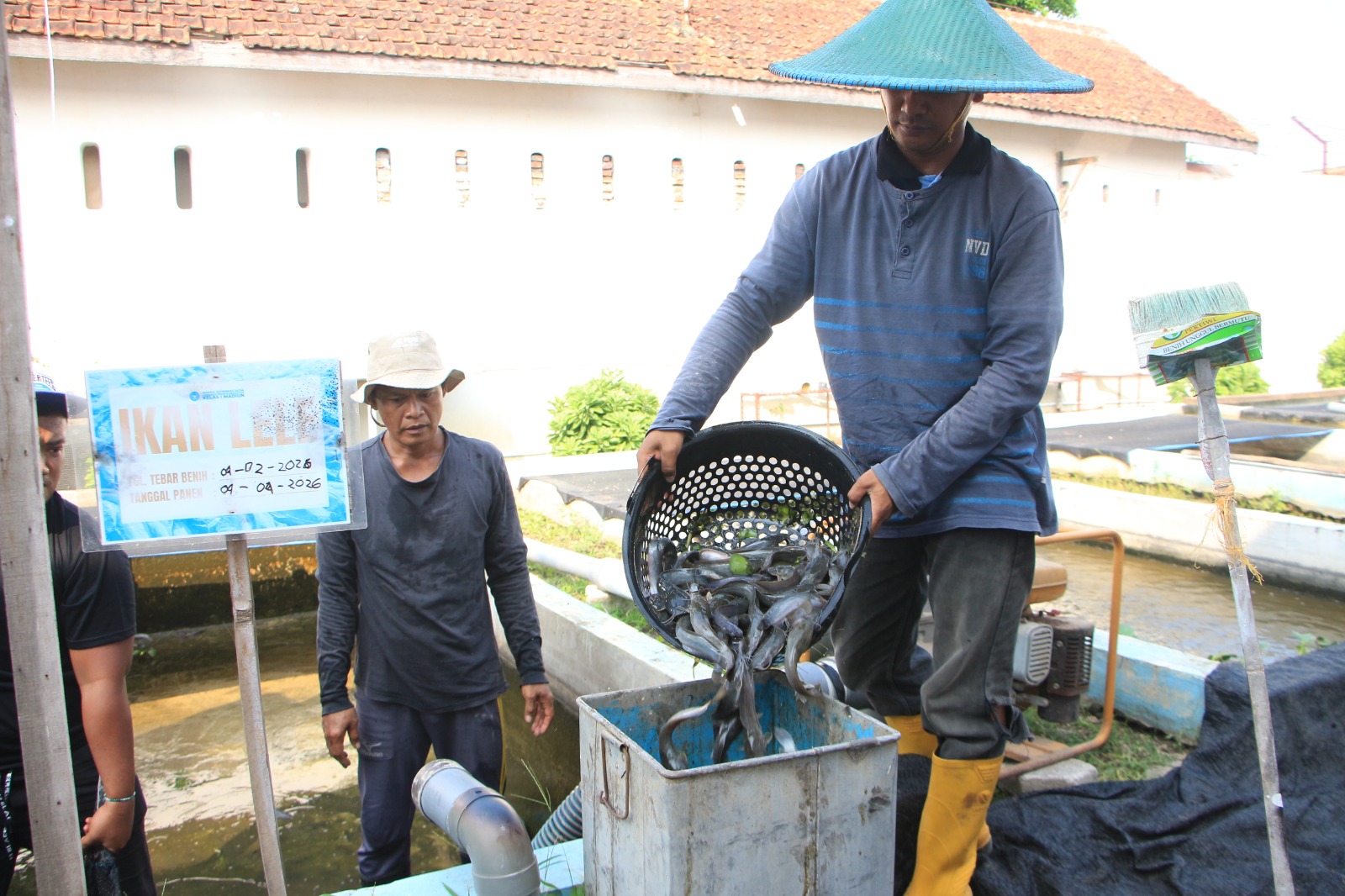 Panen Melimpah, Lapas I Madiun Sukses Budidayakan Ribuan Lele