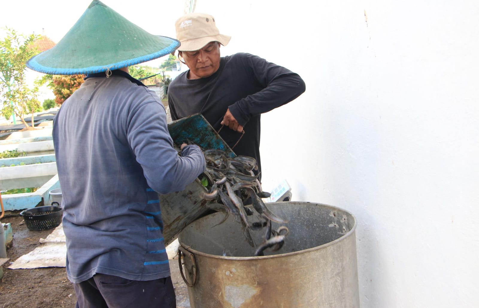 Produktif dan Mandiri, Panen Lele Rutin WBP Lapas I Madiun Topang Kebutuhan Dapur