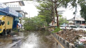 Hujan dan Angin Kencang Terjang Bandung, Puluhan Pohon Tumbang hingga Tanggul Jebol Ditangani Petugas