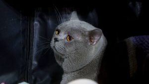 Bandung Jadi Magnet Pecinta Kucing, Shibuya Catwalk International Cat Show Diserbu Peserta dan Pengunjung