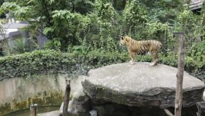 Dua Anak Harimau Mati, Pemkot Bandung Evaluasi Tata Kelola Kebun Binatang