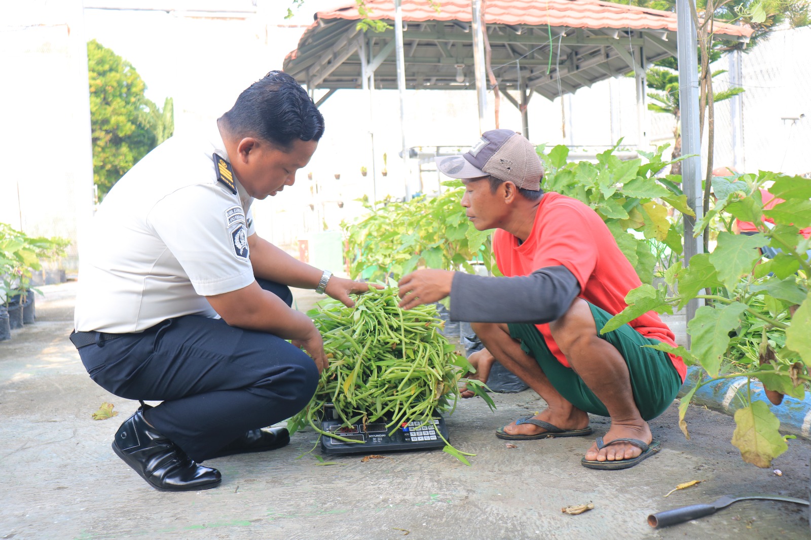 Dari Balik Jeruji Jadi Produktif: Kembali Lapas Pemuda Madiun Panen 40 Kg Kangkung