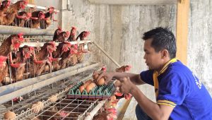 Membangun Peternak Mandiri dan Berdaya Saing : Warga Binaan Lapas Lumajang Mandiri Lewat Peternakan Ayam Petelur