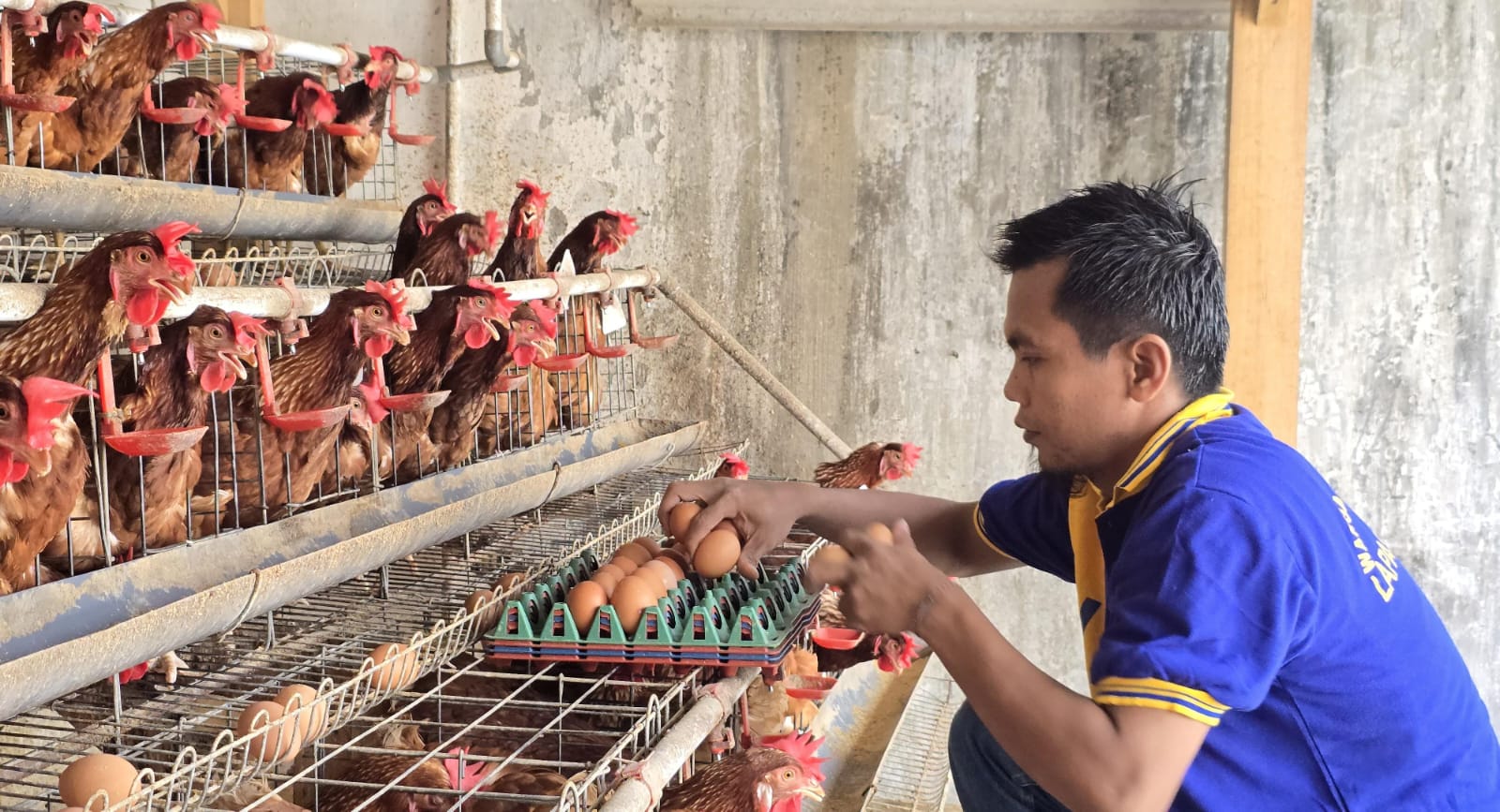 Membangun Peternak Mandiri dan Berdaya Saing : Warga Binaan Lapas Lumajang Mandiri Lewat Peternakan Ayam Petelur