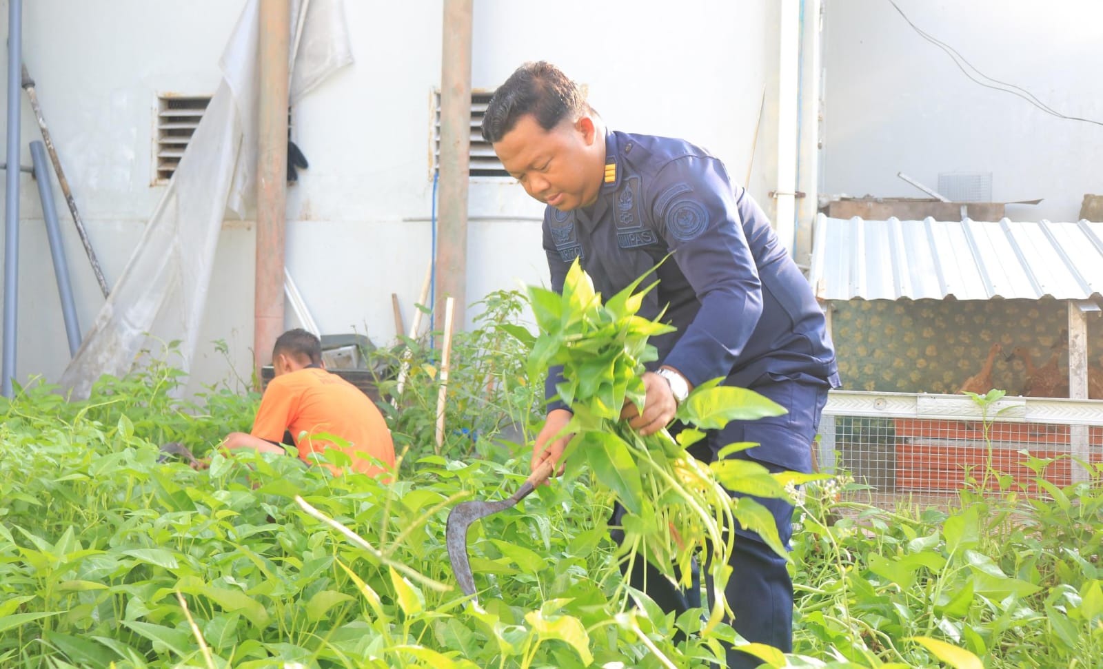 Perkuat Program Ketahanan Pangan, Lapas Pemuda Madiun Panen 40 Kg Kangkung