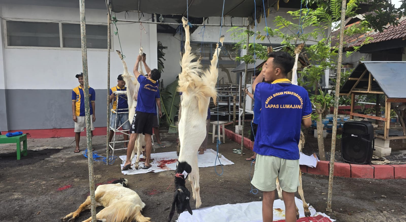Tanamkan Kepedulian Sosial, Lapas Lumajang Libatkan Warga Binaan dalam Kegiatan Qurban
