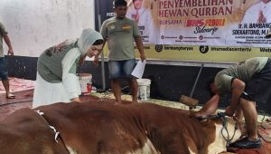 Bambang Haryo Salurkan Ratusan Sapi Kurban, Libatkan Ojol hingga Nelayan